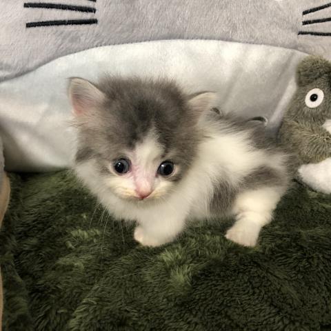 マンチカン(短足)