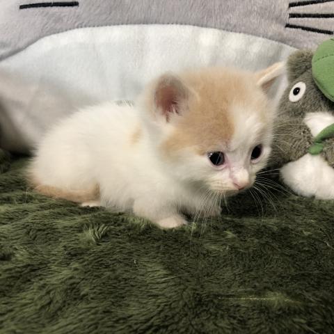 マンチカン(短足)