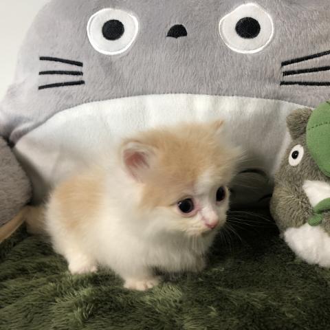 マンチカン(短足)