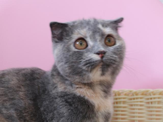 スコティッシュフォールド