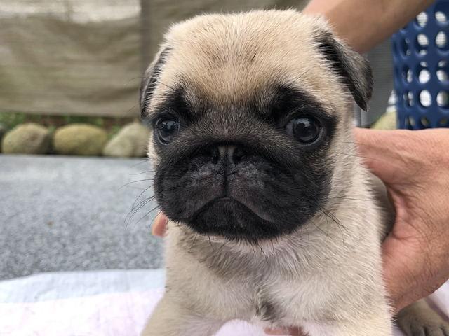 パグ
