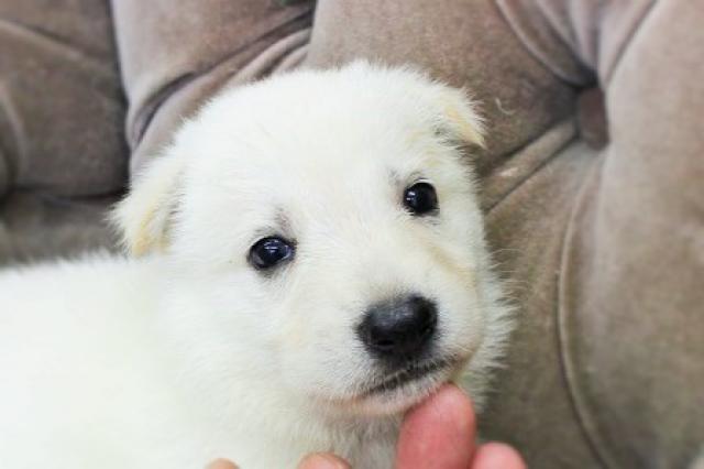 ホワイトシェパード