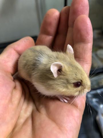 キャンベルハムスター