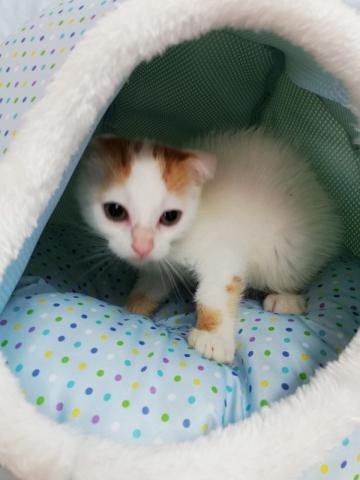 スコティッシュフォールド