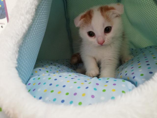 スコティッシュフォールド