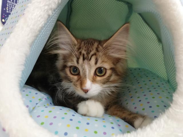 ノルウェージャンフォレストキャット