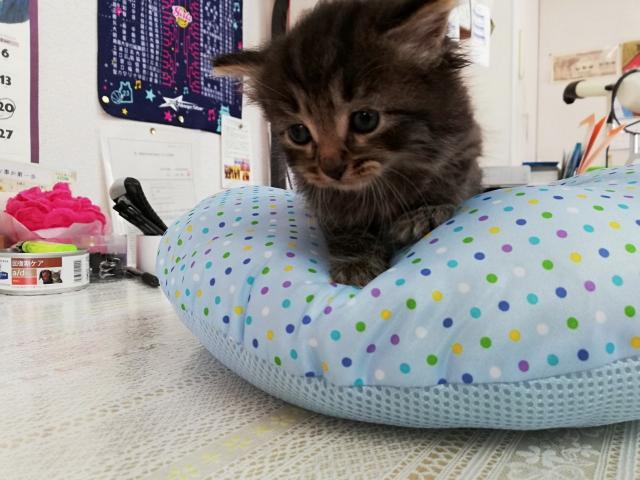 ノルウェージャンフォレストキャット