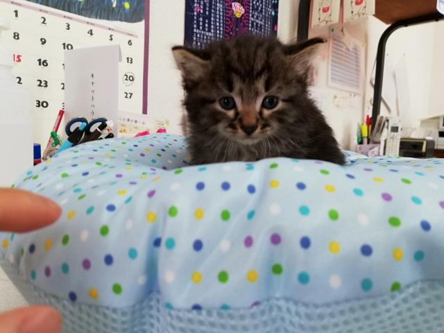 ノルウェージャンフォレストキャット