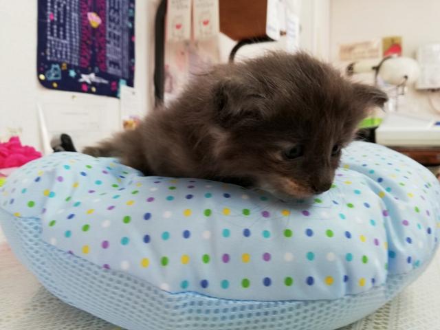 ノルウェージャンフォレストキャット