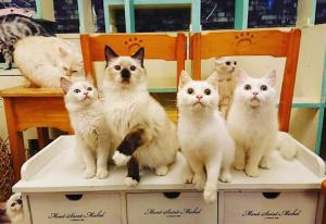 スコティッシュフォールドロングヘアー 立ち耳 猫の手 Cat's model CHII