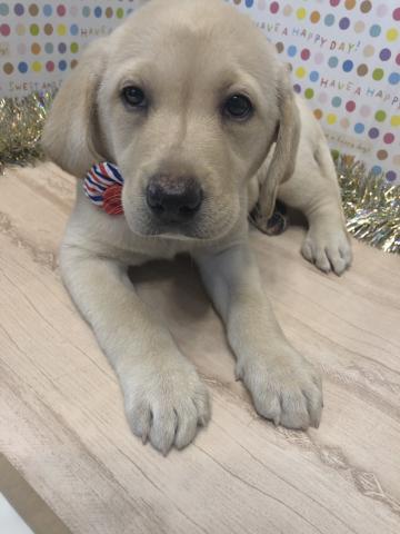 ラブラドールレトリーバー