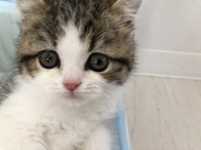 ミヌエット（旧ナポレオン）