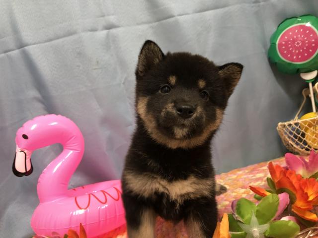 柴犬