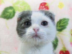 スコティッシュフォールド