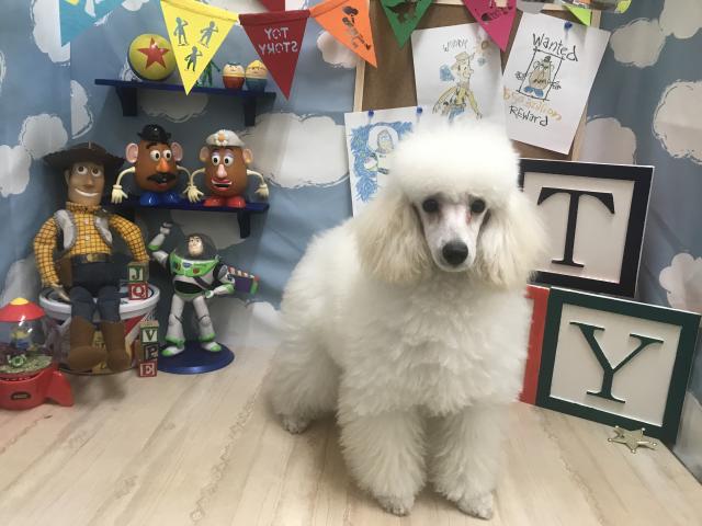 トイプードル