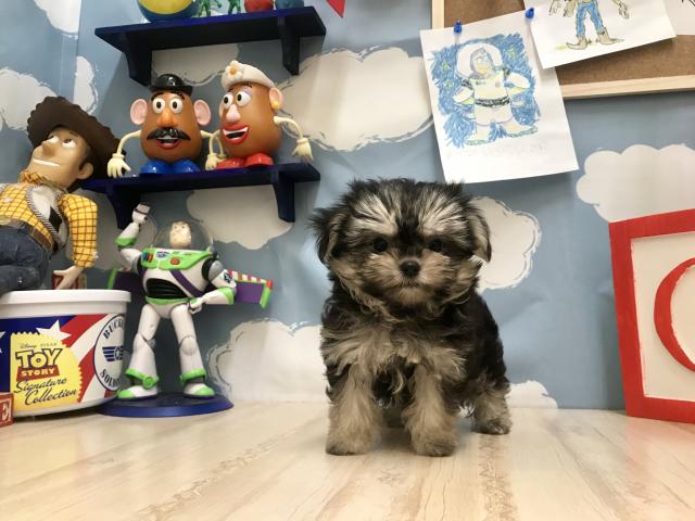 MIX