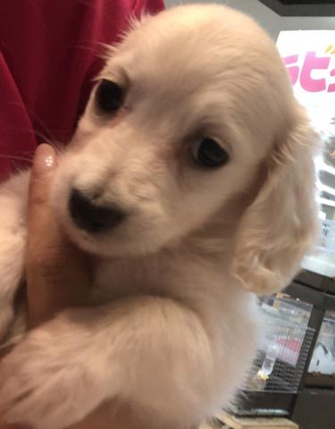 ミニチュアダックスフンド