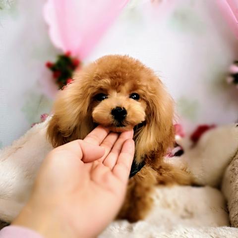 プードルハウス Lovely One 鹿児島県 子犬や子猫たちのペット販売情報が満載 ペットステーション