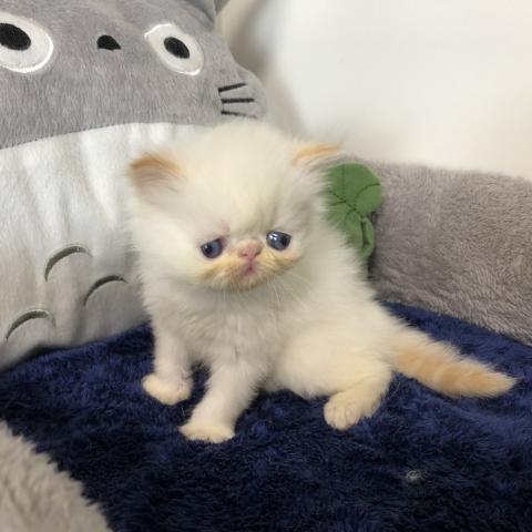 ペルシャ・ヒマラヤン