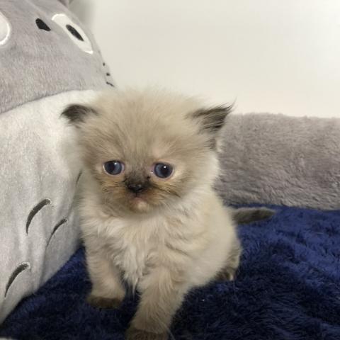 ペルシャ・ヒマラヤン