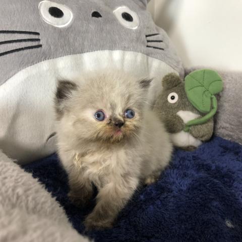 ペルシャ・ヒマラヤン