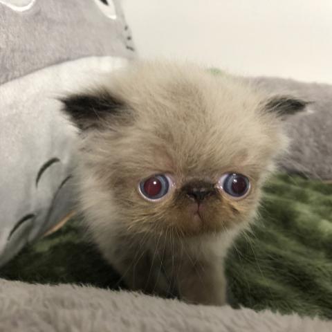 ペルシャ・ヒマラヤン