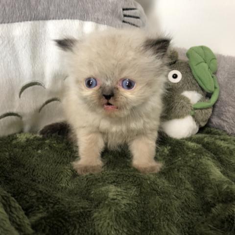 ペルシャ・ヒマラヤン