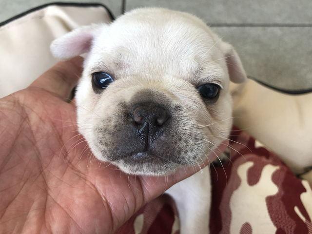 フレンチブルドッグ