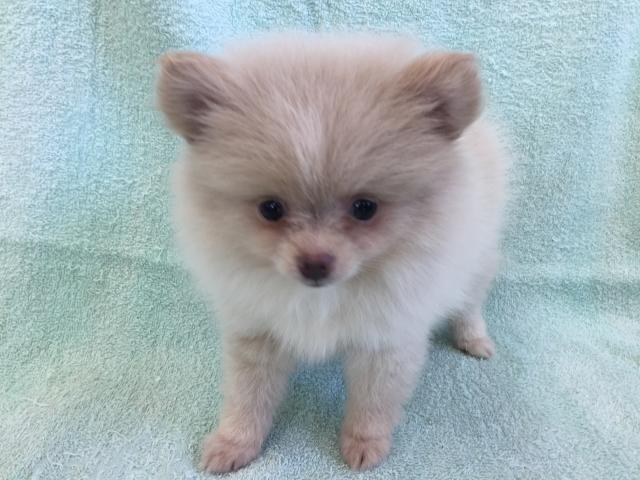ポメラニアン