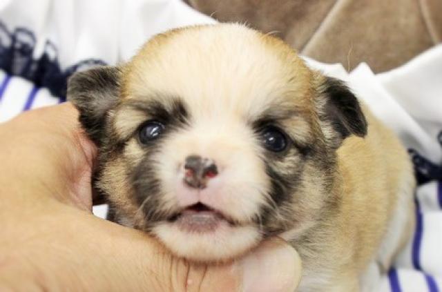 チワワ（ロングコート）