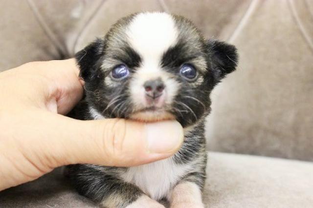 チワワ(ロングコート)