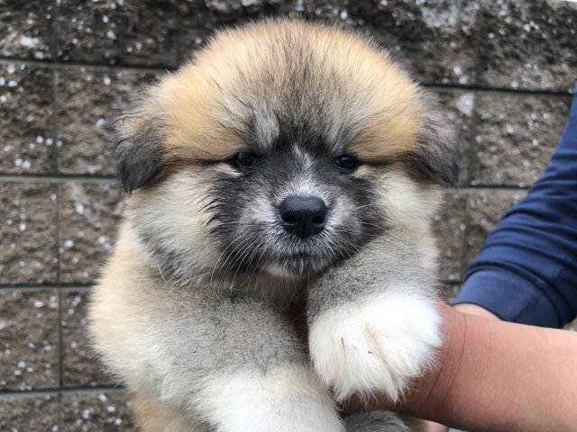 秋田犬