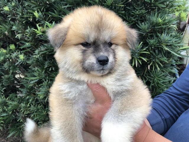 秋田犬
