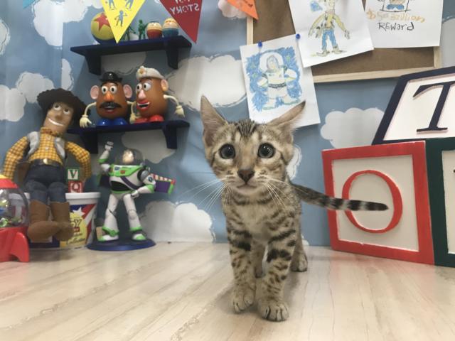 ベンガル
