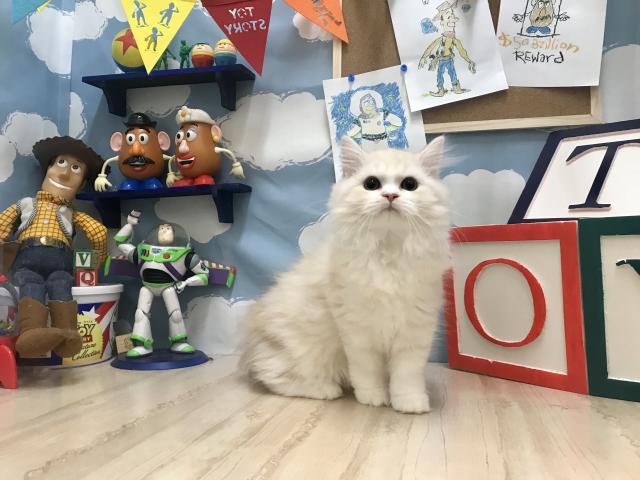 スコティッシュフォールド