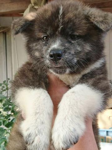 秋田犬
