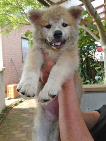 秋田犬