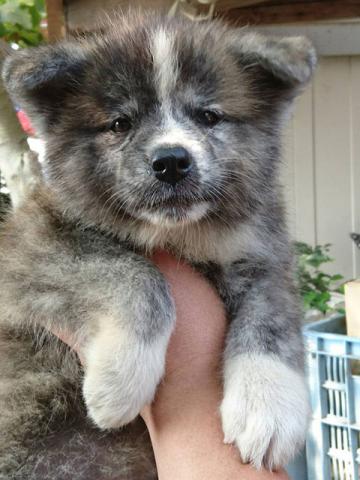 秋田犬