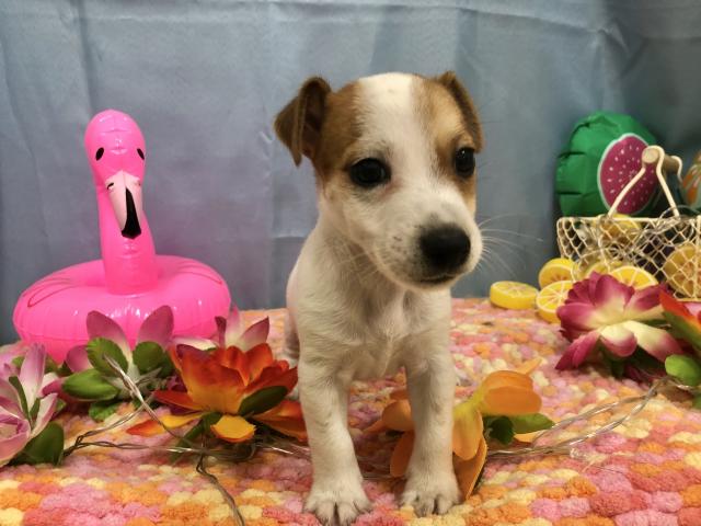 ジャックラッセルテリア