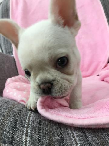 フレンチブルドッグ