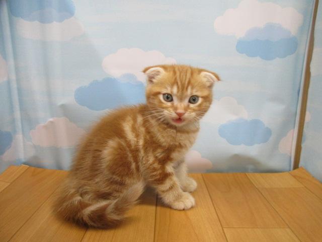 スコティッシュフォールド