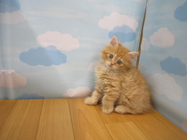 スコティッシュフォールド