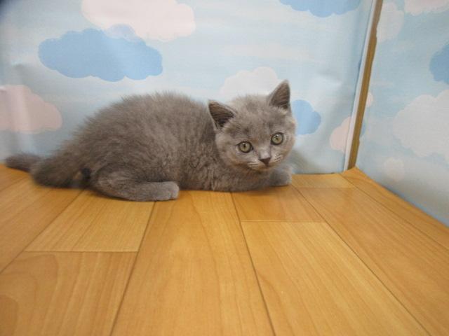 ブリティッシュショートヘア