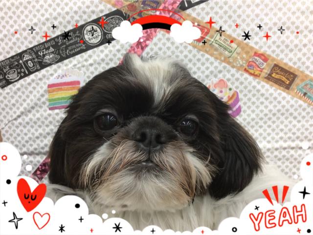 ディスワン相模大野店 神奈川県 子犬や子猫たちのペット販売情報が満載 ペットステーション