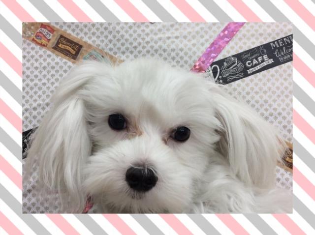 ディスワン相模大野店 神奈川県 子犬や子猫たちのペット販売情報が満載 ペットステーション