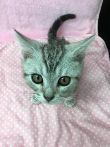 アメリカンショートヘアー