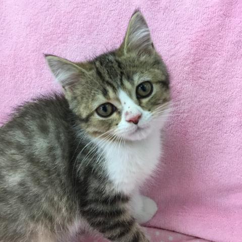 スコティッシュフォールド