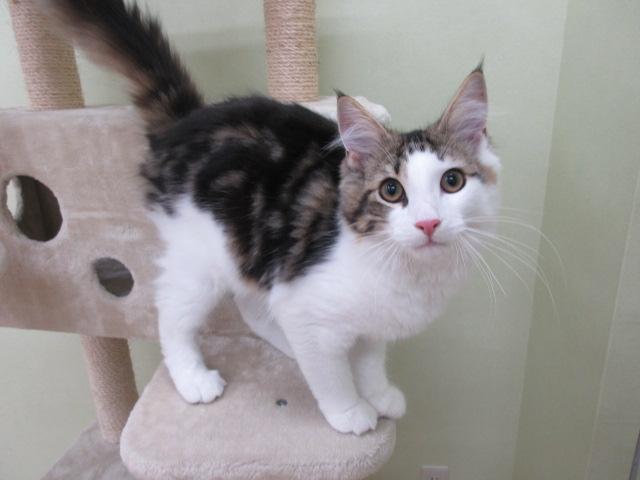 ノルウェージャンフォレストキャット