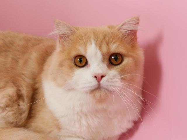 スコティッシュフォールド