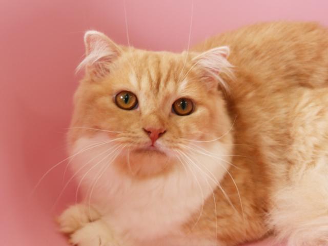 スコティッシュフォールド